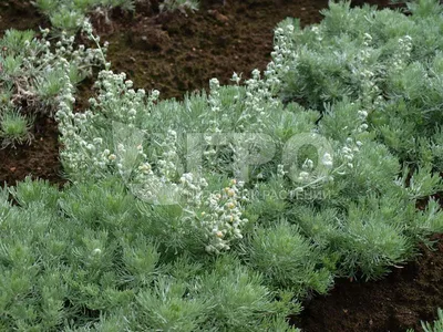 Полынь белая эфирное масло (Artemisia herba alba)