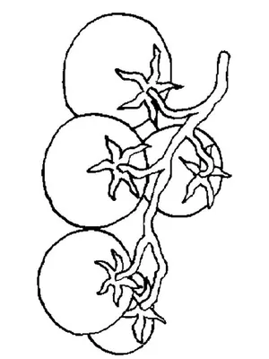Рисунок смешного помидора (43 фото) » Рисунки для срисовки и не только