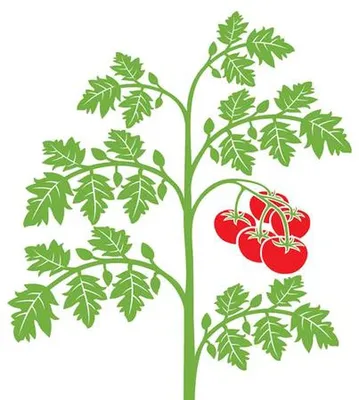 Tomatoes | Coloring books for children: 16 coloring pages