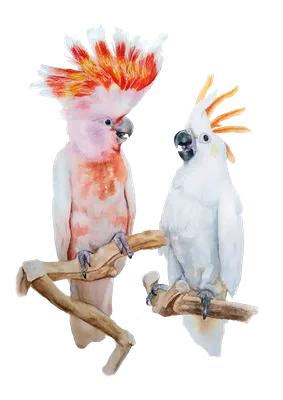 Попугай ара и Какаду - красивые фото