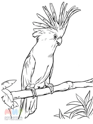 Птица птица попугай ара какаду PNG , птичий клипарт, милый попугай, птица  птица PNG картинки и пнг рисунок для бесплатной загрузки