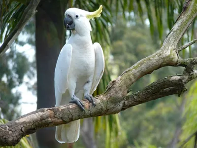 попугай ара зеленый и синий, попугай птица попугай какаду, цветок попугай,  животные, домашнее животное, фауна png | PNGWing