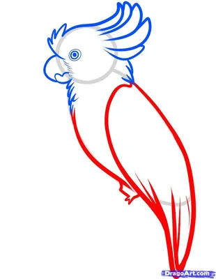 Мини какаду - попугай корелла, красивые окрасы: 700 грн. - Птицы Киев на Olx