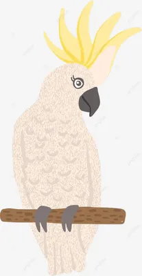 Обои попугай, какаду, белый, птица картинки на рабочий стол, фото скачать  бесплатно