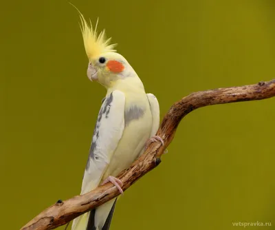 Раскраска Попугай Какаду — Мир раскрасок