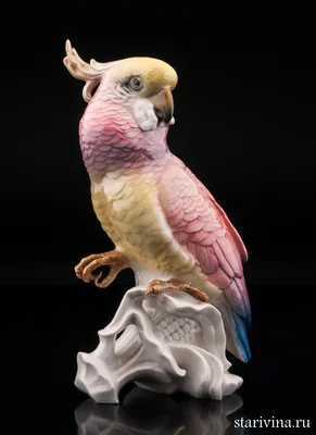 Ручной обращается милый попугай какаду на белом фоне PNG , прекрасный,  крыло, птица PNG картинки и пнг рисунок для бесплатной загрузки