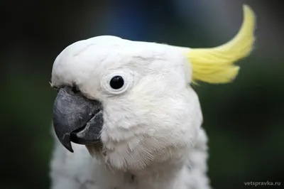 Очень Хороший Белый Попугай Какаду — стоковые фотографии и другие картинки  Без людей - Без людей, Белый, Восток - iStock