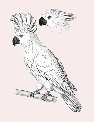 Картинки попугая какаду