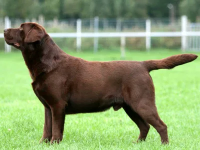 Корм для взрослых собак породы лабрадор-ретривер, Royal Canin Labrador  Retriever Adult купить с доставкой в интернет-магазине зоогастроном.ру