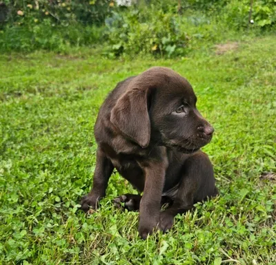 Лабрадор-ретривер: характер, внешность, 🐕 вес, уход, содержание, фото