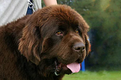 Португальская водяная собака (Portuguese Water Dog) - это умная, очень  смелая и преданная порода собак. Описание, отзывы и фото.