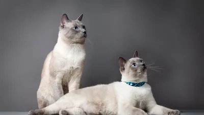 Породистые коты и кошки с богатой родословной посоревновались в красоте на  выставке «Владимирская зима-2022»