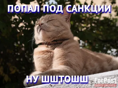 Породистые котята | Almaty