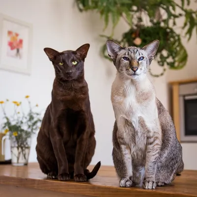 Породистые коты и кошечки с выставки завоевали любовь жителей Петрозаводска
