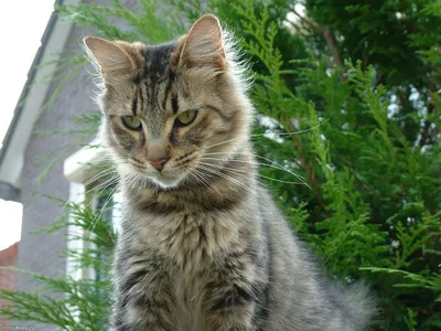 Разведение породистых котят PCA - Портал о кошках и котятах