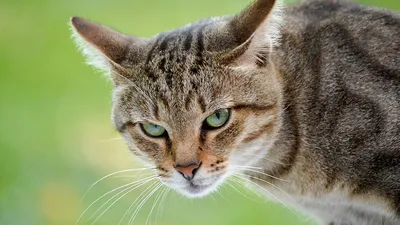 Самые ласковые породы кошек: топ-10 самых милых разновидностей домашних  питомцев