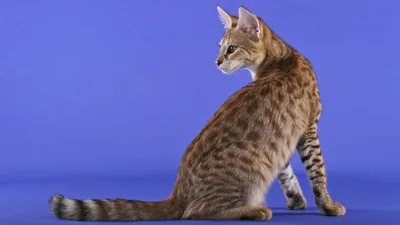Разбираетесь ли вы в породах кошек?
