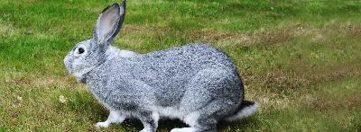 Венский голубой кролик — описание породы, характеристики, фото, видео, как  разводить