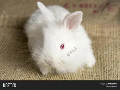 Карликовые кролики. 10 симпатичных пород | VMersine.com