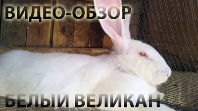 Советская шиншилла - классная порода кроликов | Пикабу