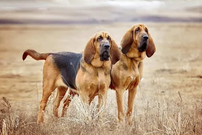 мало охотничьих собак стоят в лесу, виды гончих собак с изображением фон  картинки и Фото для бесплатной загрузки