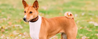Охотничьи собаки: список пород с фото и описаниями | «Дай Лапу»