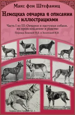 ТОП-10 Самых опасных пород собак в мире - [Рейтинг]