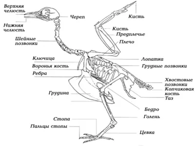 Предок домашних кур