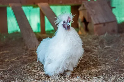 Почему дерутся ваши петухи🐓 - 5 способов отучить их это делать раз и  навсегда | PRO сало! | Дзен