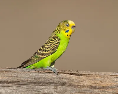 Волнистые попугаи (лат. Melopsittacus undulatus), фотографии волнистых  попугаев