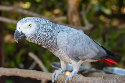 Как выпустить попугая 🦜из клетки в первый раз | Pet7