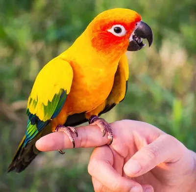 Волнистые попугаи (лат. Melopsittacus undulatus), фотографии волнистых  попугаев