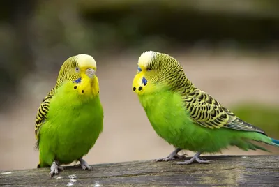 Волнистые попугаи (лат. Melopsittacus undulatus), фотографии волнистых  попугаев