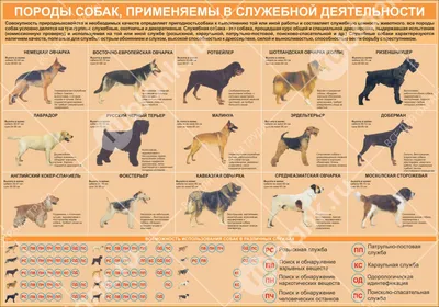 Большие собаки, Топ-12 пород с фотографиями