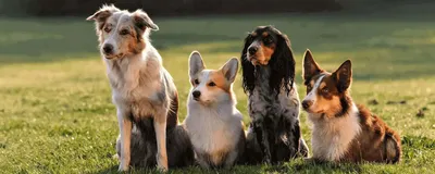 Породы собак с картинками и описанием фотографии
