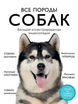 пит терьеры породы собак на черном фоне, картинка питбулей фон картинки и  Фото для бесплатной загрузки