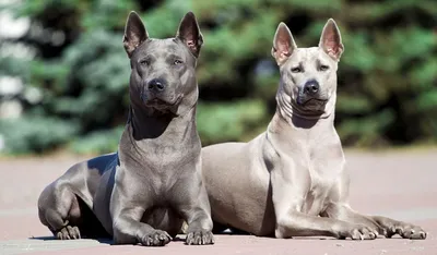 Самые милые породы собак в мире – ТОП-50 с фото и описанием