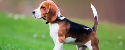 Кавалер-кинг-чарльз-спаниель собака: фото, характер, описание породы