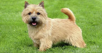 Порода собаки терьера валийца Стоковое Фото - изображение насчитывающей  посмотрите, шерсть: 151935938