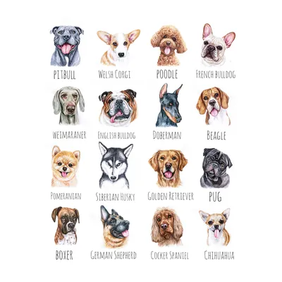 Породы собак с фотографиями и названиями: список по алфавиту