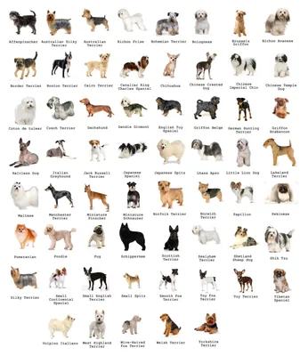 Коллекция Популярных Большой Породы Собак — стоковые фотографии и другие  картинки Породистая собака - Породистая собака, Большой, Мастиф - iStock