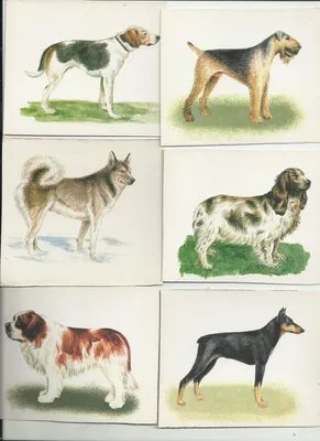 Иллюстрация Породы собак в стиле живопись, журнальный, мода и
