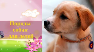 Три лучших породы собак для охоты на мелкого зверя | Комментарии Украина