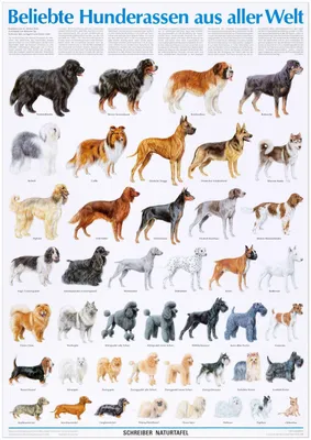Разные породы собак вместе, изолированные на белом :: Стоковая фотография  :: Pixel-Shot Studio