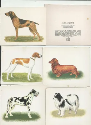 Собака Шпиц Оранжевого, Мелкие Породы Собак Фотография, картинки,  изображения и сток-фотография без роялти. Image 26952851