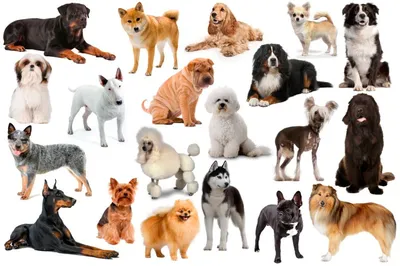 Разные породы собак на картинках