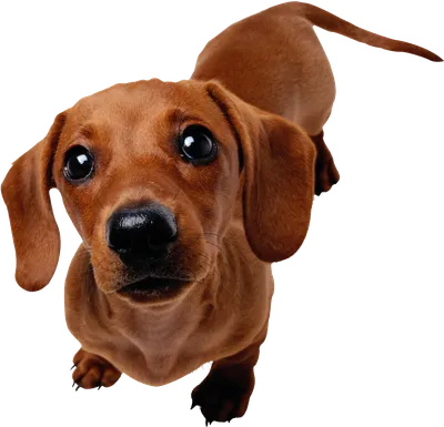 Такса: фото, описание и характеристика породы собак