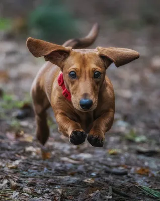 Консервированный корм Royal Canin Dachshund Adult пауч для собак породы  такса (паштет) – Корм для собак