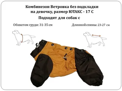 Средние и крупные породы собак (58 фото) - картинки sobakovod.club