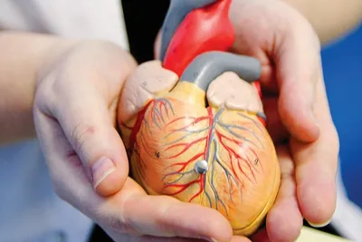 УЗИ Диагностика MedScan - Врожденный порок сердца‼️ ⠀ 🔺 Врожденные пороки  сердца возникают вследствие нарушений нормального развития системы  кровообращения в период внутриутробного развития плода. В их формировании  решающее значение имеют различные ...